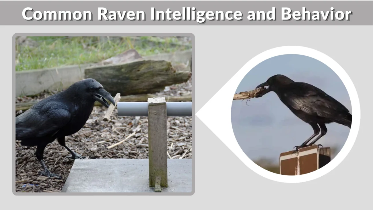 Common Raven Intelligence and Behavior