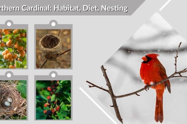 Northern Cardinal: Habitat, Diet, Nesting, Eggs & Lifespan