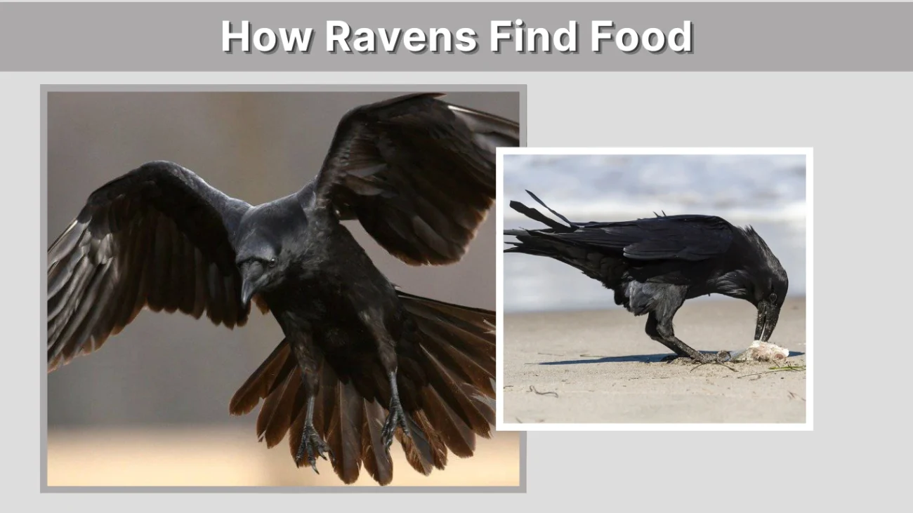 How Ravens Find Food