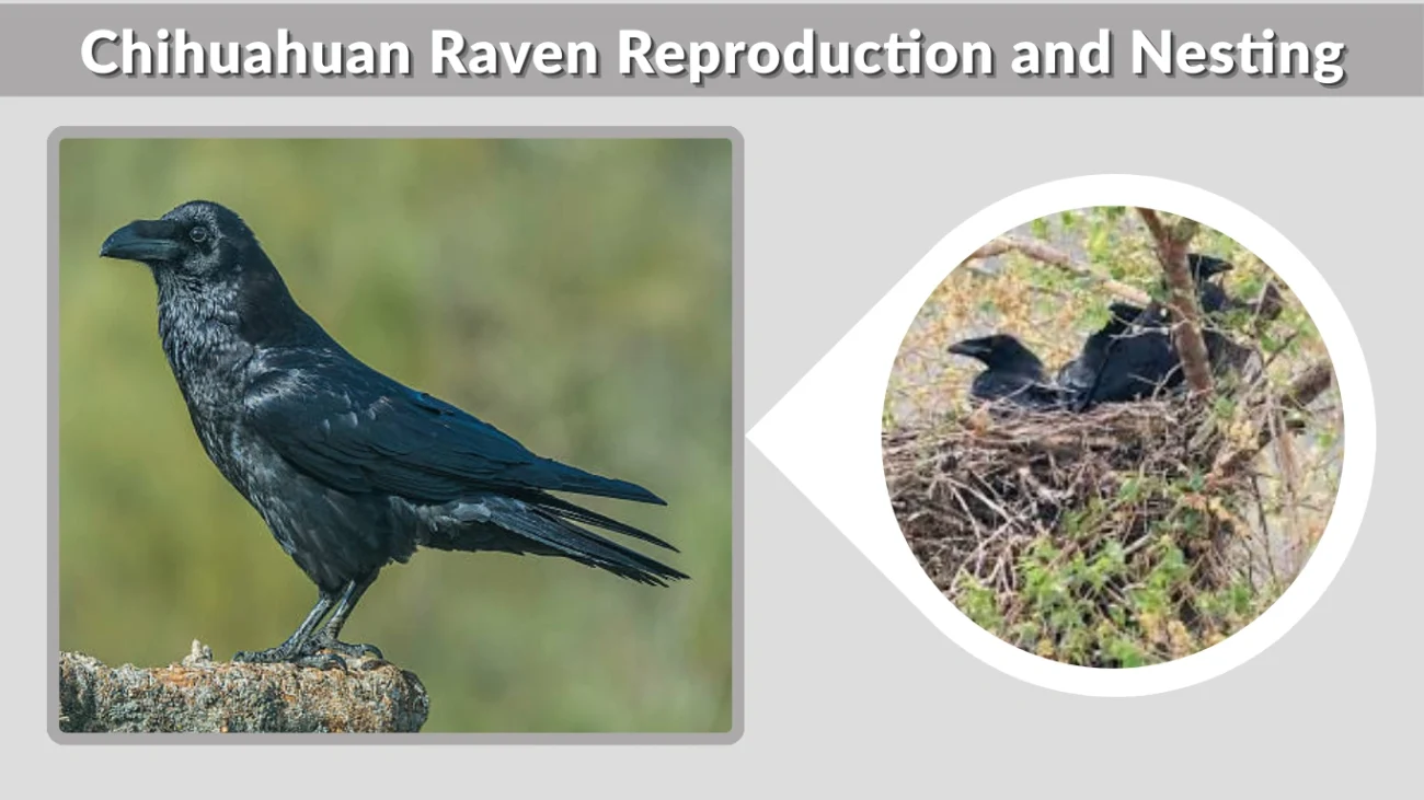 Chihuahuan Raven Reproduction and Nesting