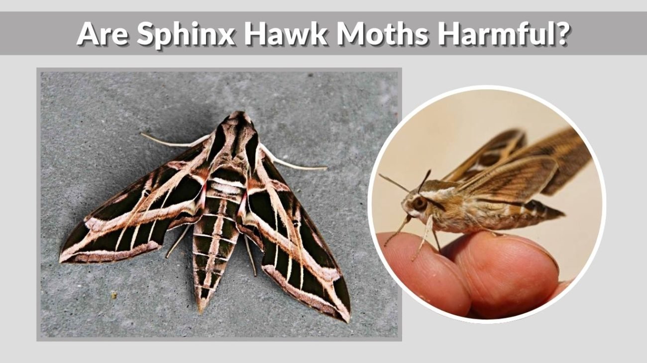 Are Sphinx Hawk Moths Harmful?