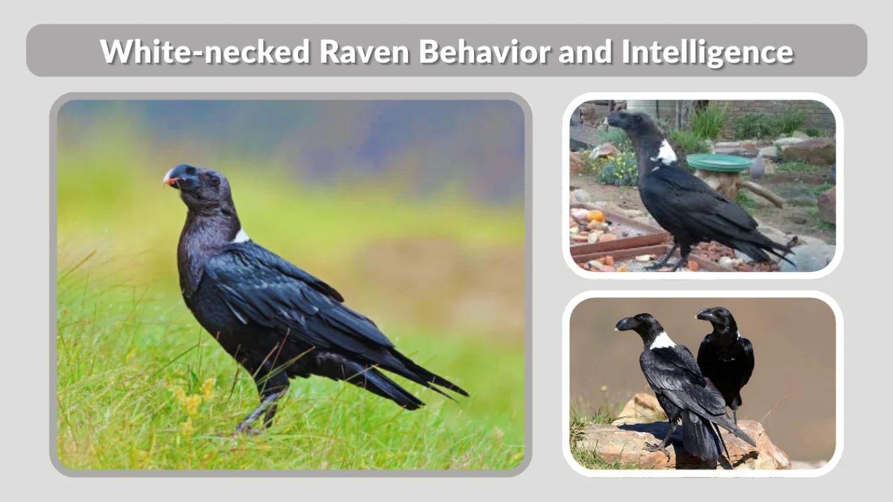 White-necked Raven Behavior and Intelligence