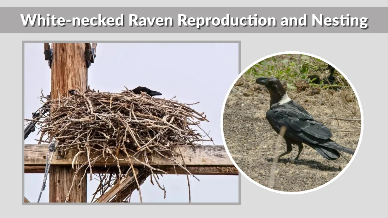 White-necked Raven Reproduction and Nesting