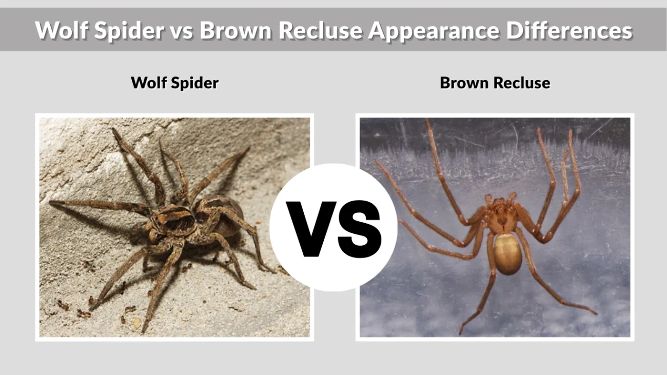 Wolf Spider vs Brown Recluse Appearance Differences