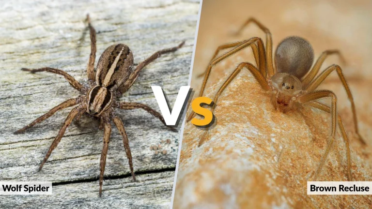 Wolf Spider vs Brown Recluse: Key Differences Explained