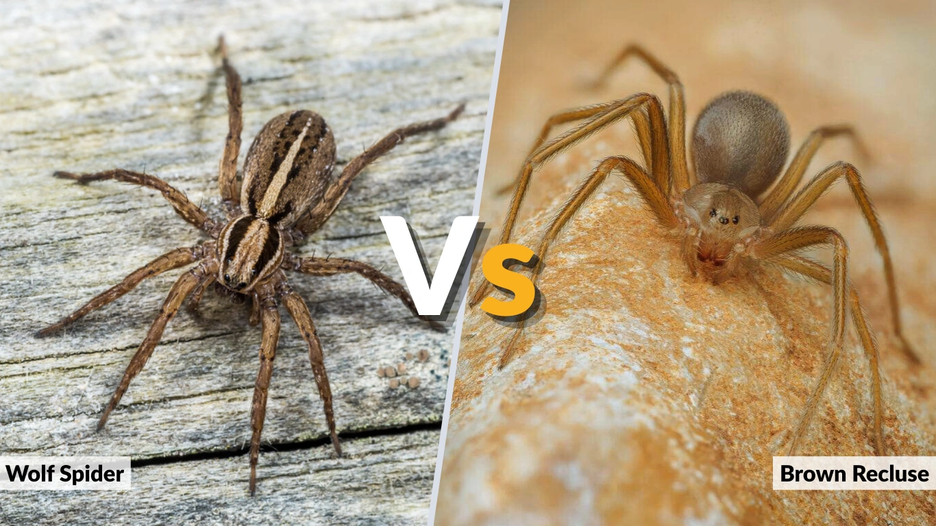Wolf Spider vs Brown Recluse Key Differences Explained