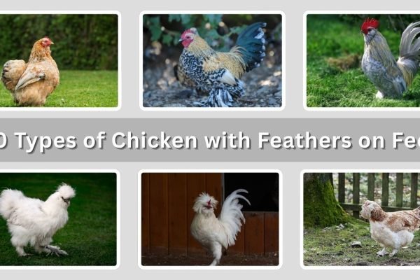 10 Types of Chicken with Feathers on Feet: Id with Pictures