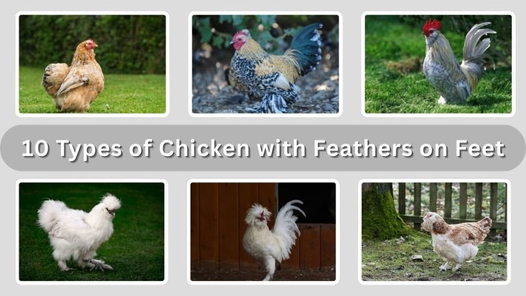 10 Types of Chicken with Feathers on Feet: Id with Pictures