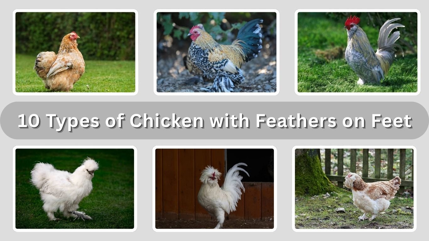 10 Types of Chicken with Feathers on Feet: Id with Pictures