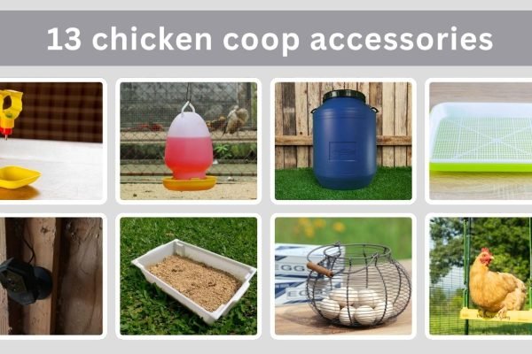 13 chicken coop accessories That Will Make Your Life Easier