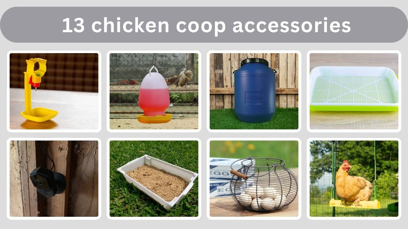 13 chicken coop accessories That Will Make Your Life Easier