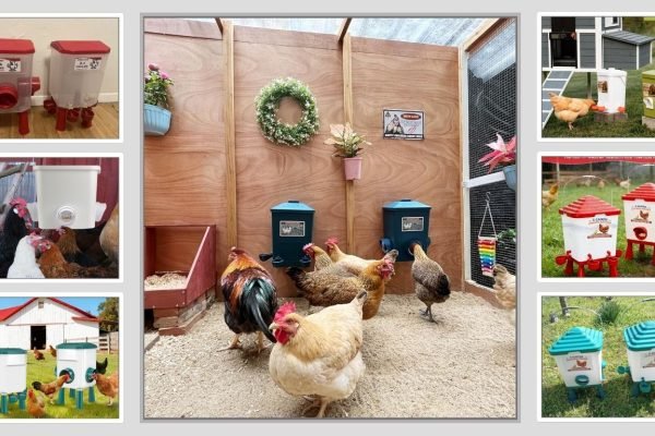 11 Best Chicken Feeders and Waterers for your Flocks (Spring 2026) 