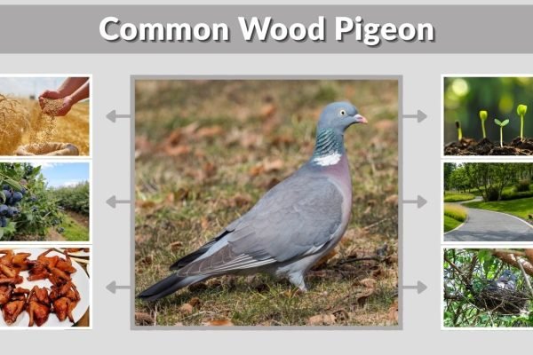 Common Wood Pigeon: Facts, Habitat and Diet Guide