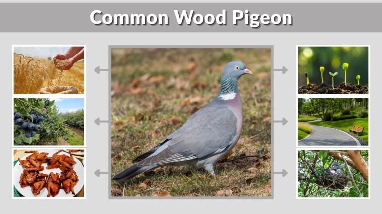 Common Wood Pigeon: Facts, Habitat and Diet Guide