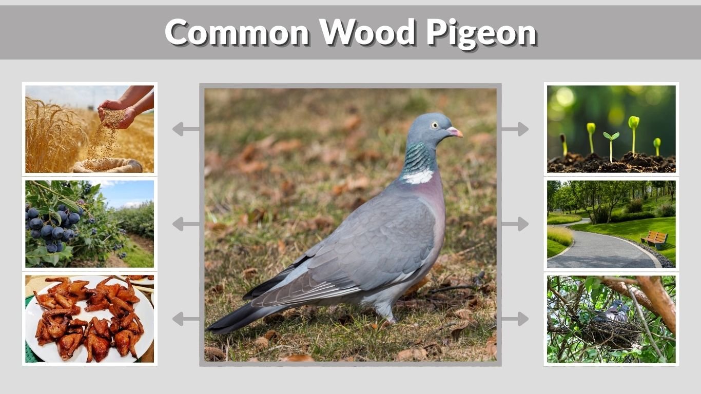 Common Wood Pigeon: Facts, Habitat and Diet Guide