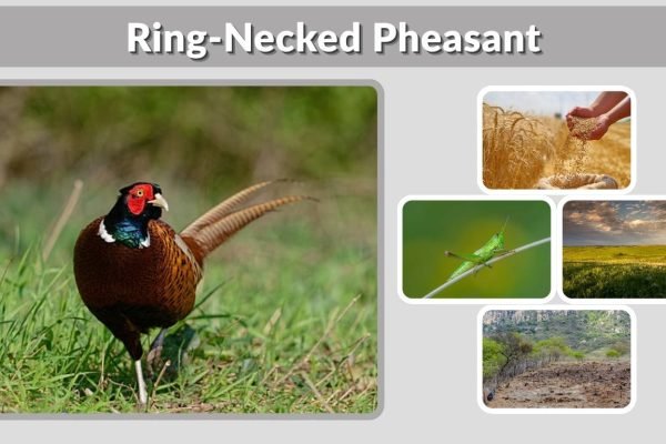 Ring-Necked Pheasant: Facts, Habitat, Diet & Identification