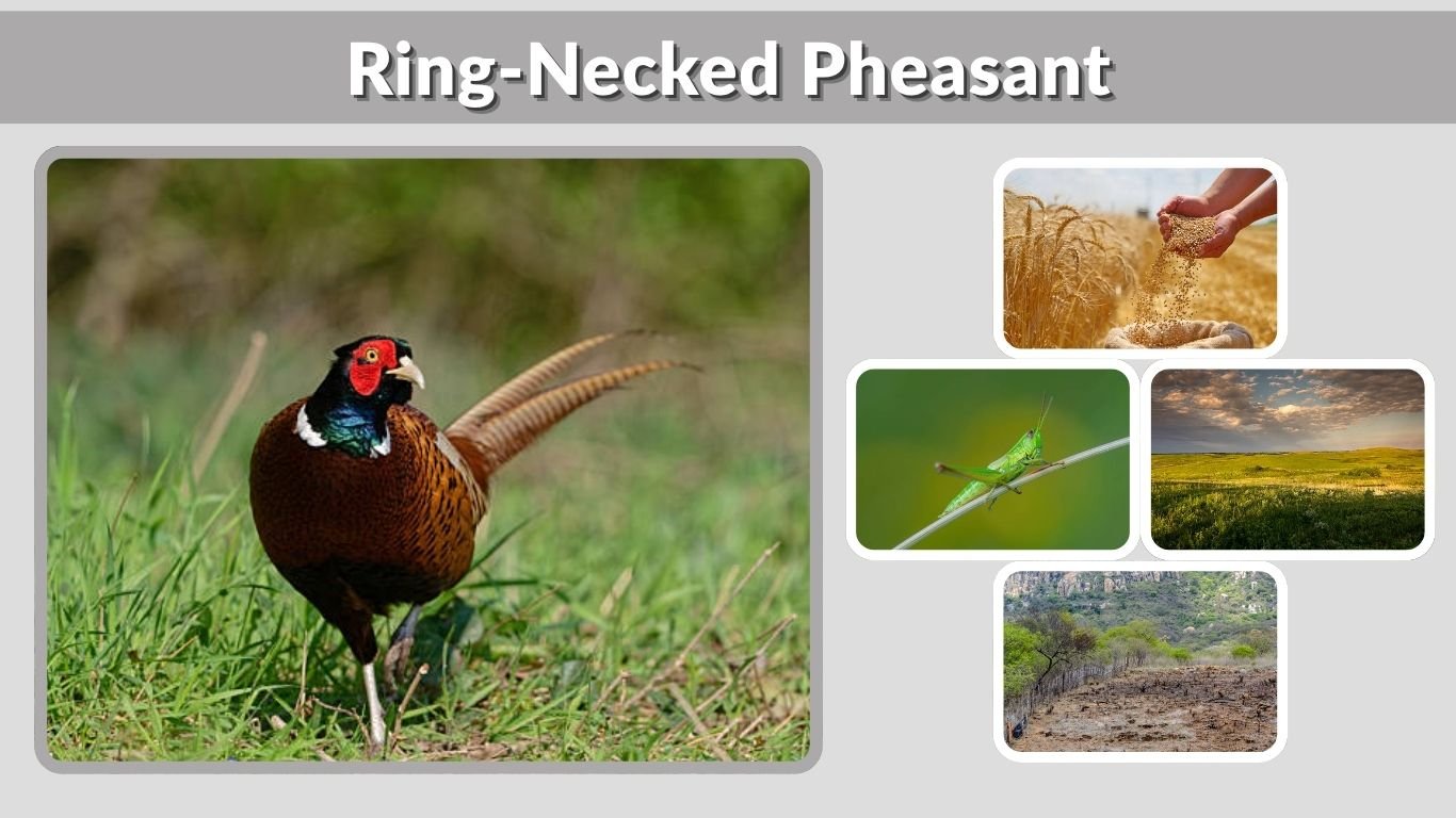 Ring-Necked Pheasant: Facts, Habitat, Diet & Identification