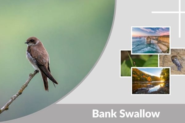 Bank Swallow: Identification, Habitat, Diet & Nesting Guide