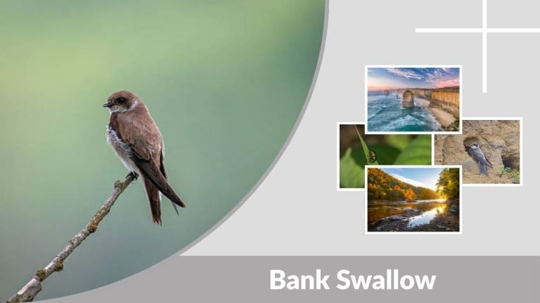 Bank Swallow: Identification, Habitat, Diet & Nesting Guide