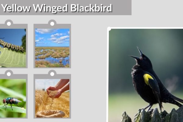 Yellow Winged Blackbird: ID, Habitat, Diet and Facts