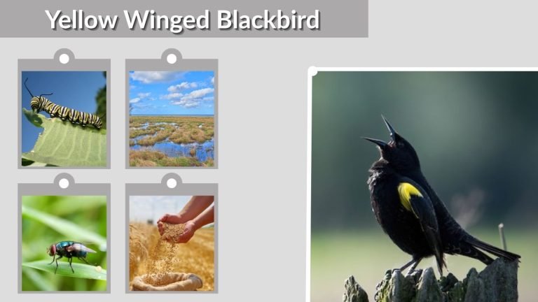 Yellow Winged Blackbird: ID, Habitat, Diet and Facts