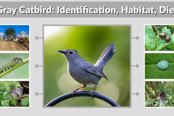 Gray Catbird: Identification, Habitat, Diet, Behavior & Facts