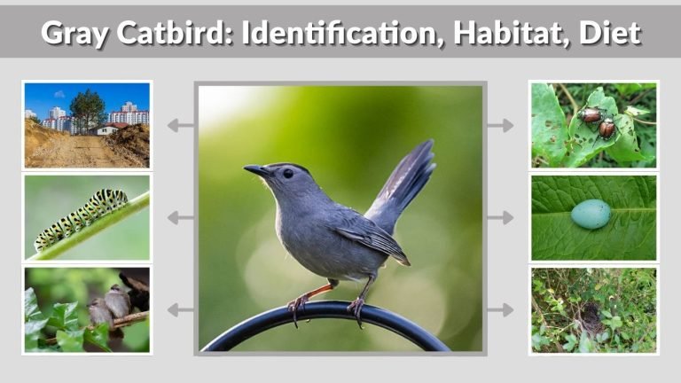 Gray Catbird: Identification, Habitat, Diet, Behavior & Facts