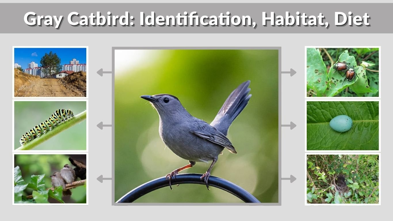 Gray Catbird: Identification, Habitat, Diet, Behavior & Facts