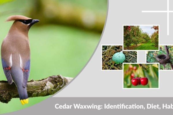 Cedar Waxwing: Identification, Diet, Habitat & Facts