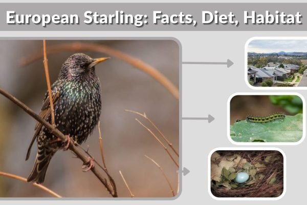 European Starling: Facts, Diet, Habitat & Identification Guide