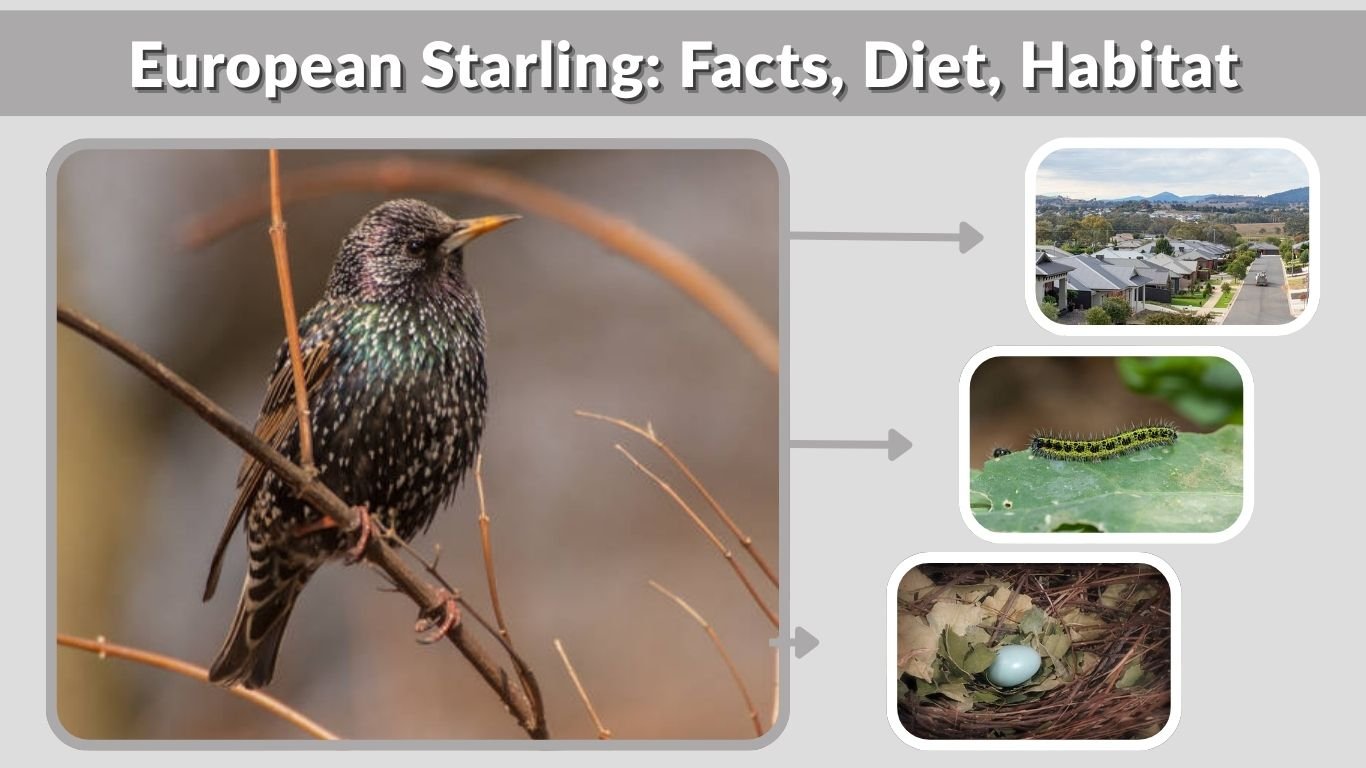 European Starling: Facts, Diet, Habitat & Identification Guide