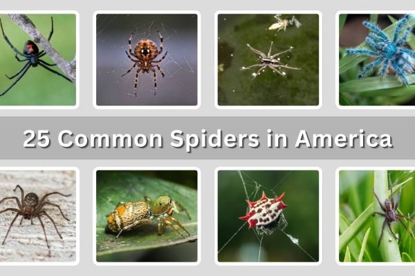 25 Common Spiders in America: Identification with Pictures