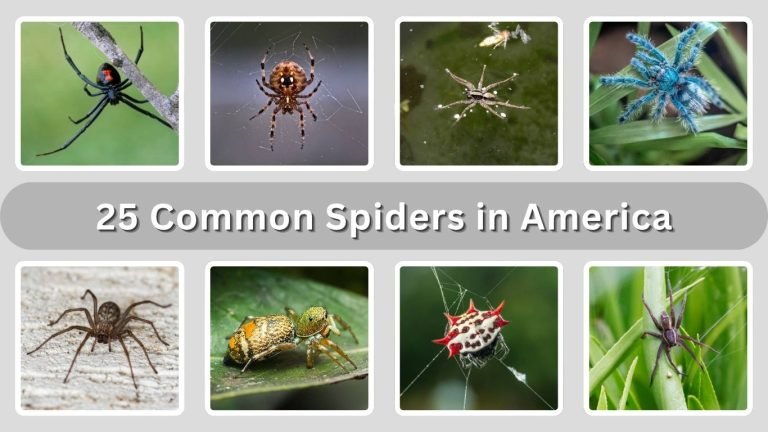 25 Common Spiders in America: Identification with Pictures
