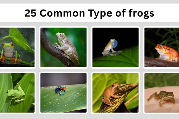 25 Common Type of frogs: Habitat, Diet, Identification with Pictures