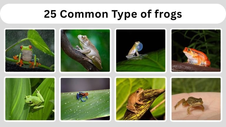 25 Common Type of frogs: Habitat, Diet, Identification with Pictures
