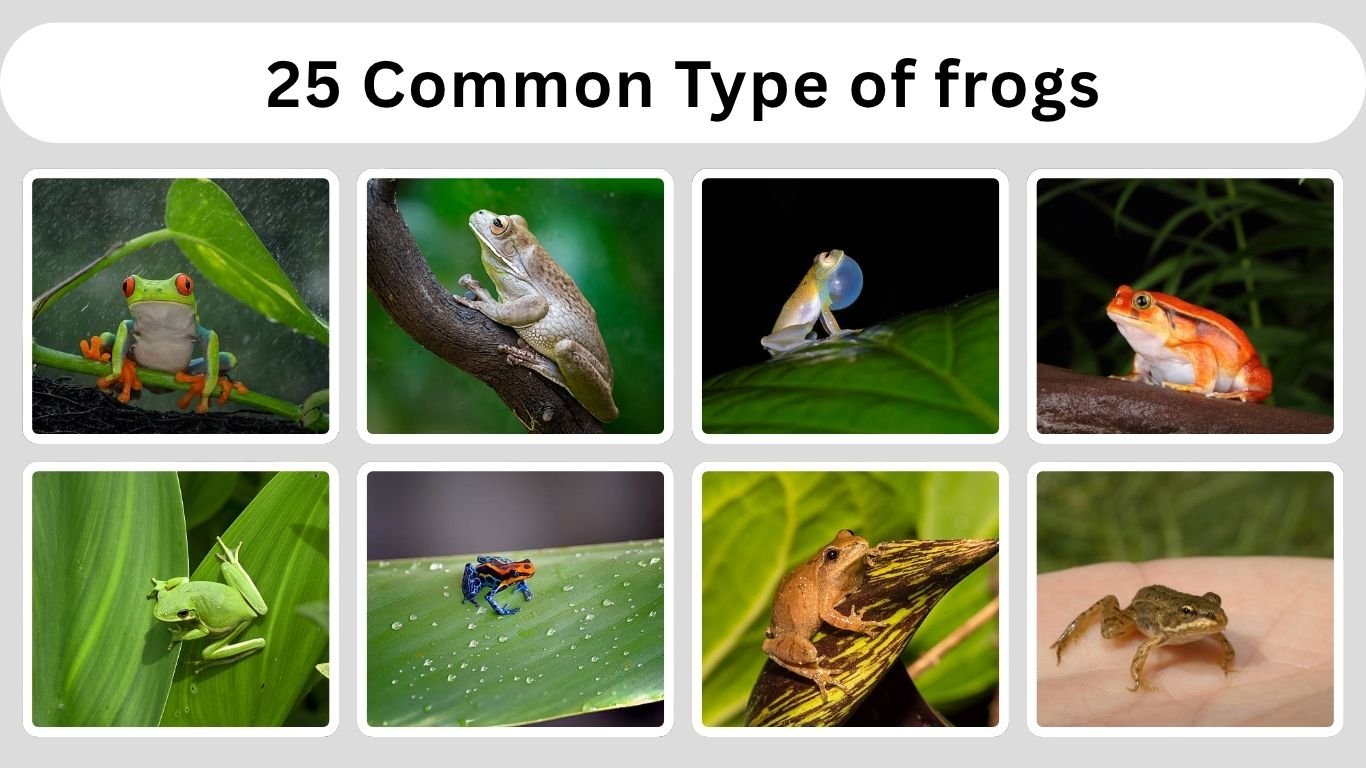 25 Common Type of frogs: Habitat, Diet, Identification with Pictures