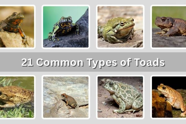 21 Common Types of Toads: Habitat, Diet, Identification with Pictures