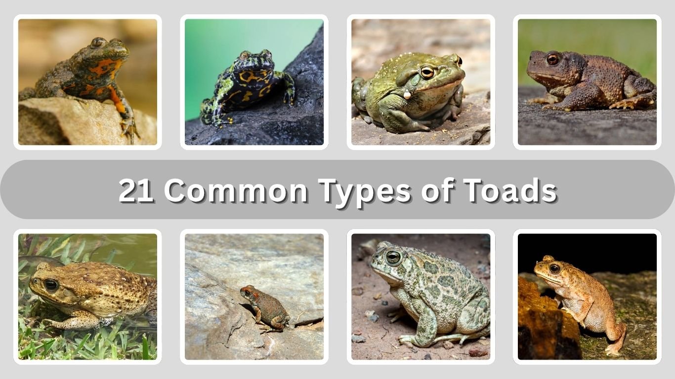 21 Common Types of Toads: Habitat, Diet, Identification with Pictures