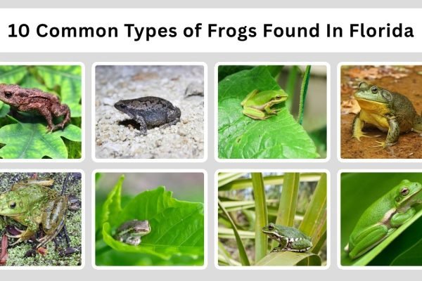 10 Common Types of Frogs Found In Florida (ID with Pictures )