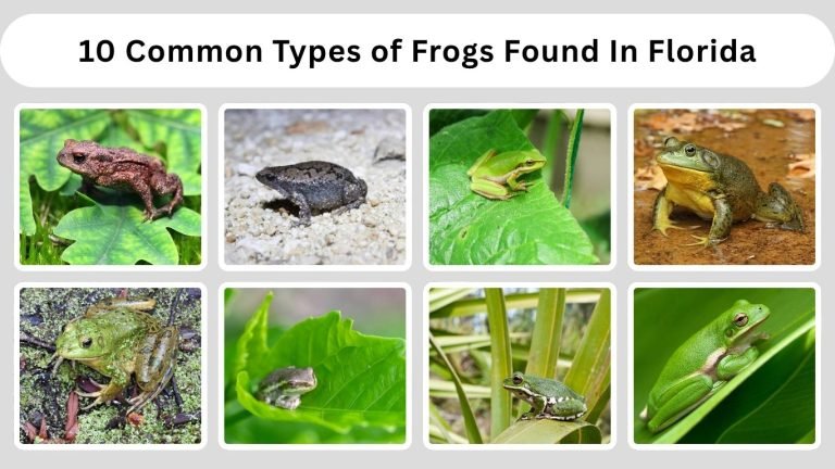 10 Common Types of Frogs Found In Florida (ID with Pictures )