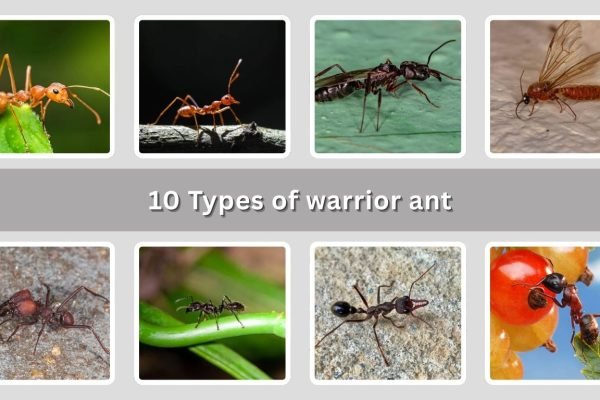 10 Types of warrior ant: Identification with Pictures