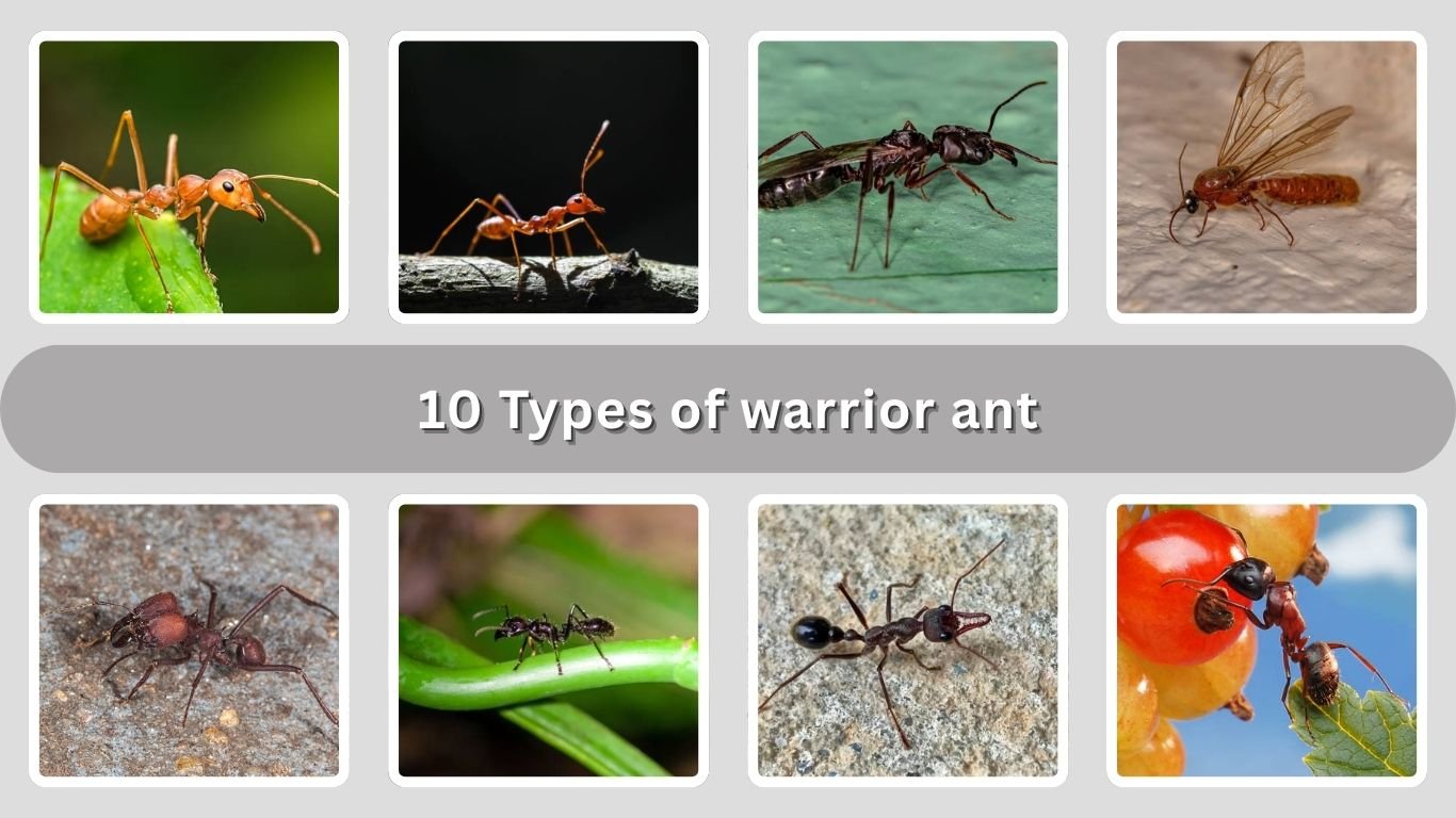 10 Types of warrior ant: Identification with Pictures