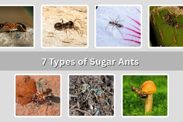 7 Types of Sugar Ants: Identification with Pictures 