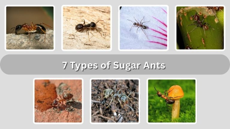 7 Types of Sugar Ants: Identification with Pictures 