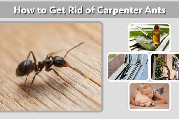 How to Get Rid of Carpenter Ants (Complete Guide: Fast, Natural, and Safe Methods)
