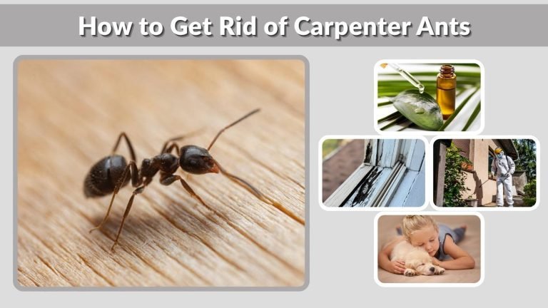 How to Get Rid of Carpenter Ants (Complete Guide: Fast, Natural, and Safe Methods)