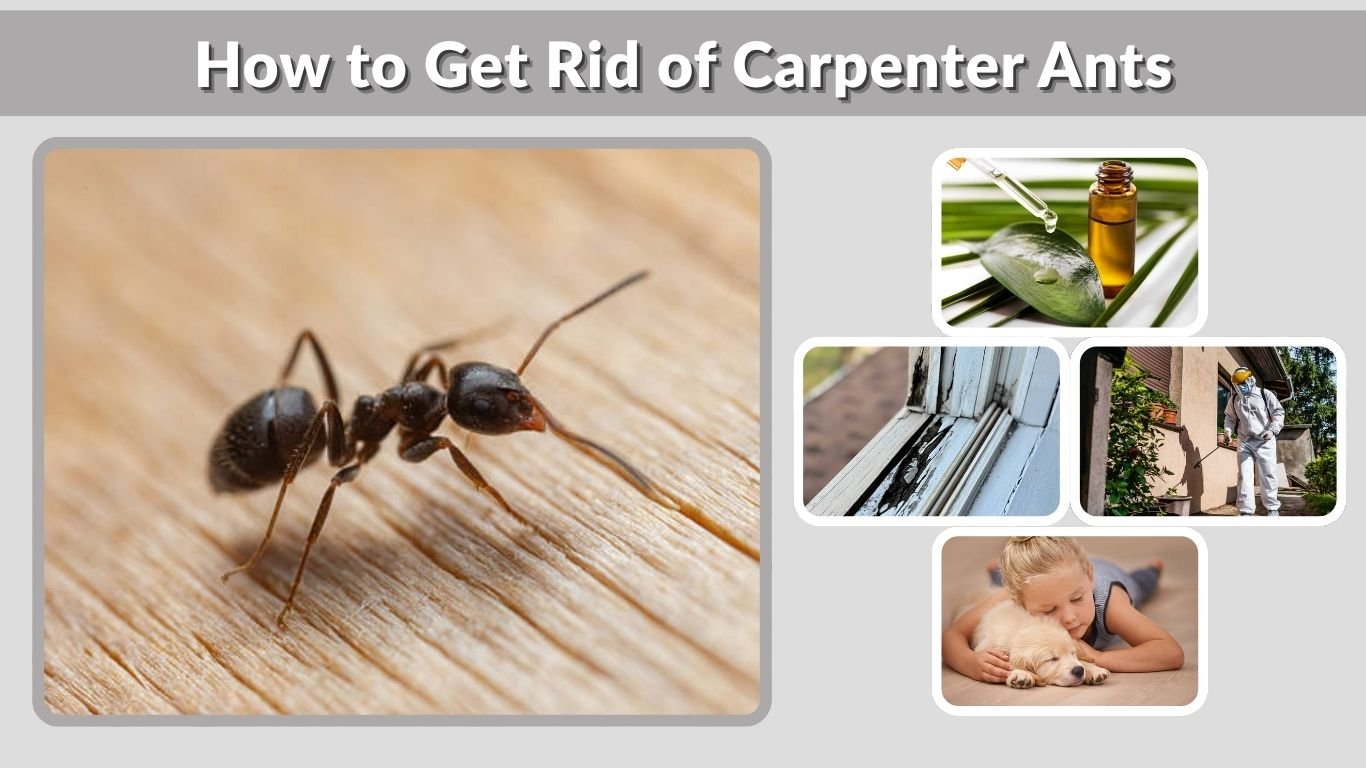 How to Get Rid of Carpenter Ants (Complete Guide: Fast, Natural, and Safe Methods)