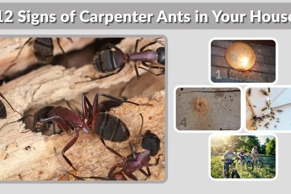 12 Signs of Carpenter Ants in Your House