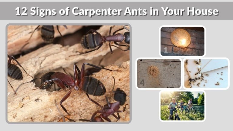 12 Signs of Carpenter Ants in Your House