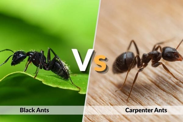 Black Ants vs Carpenter Ants: Key Differences, Identification & Control Guide